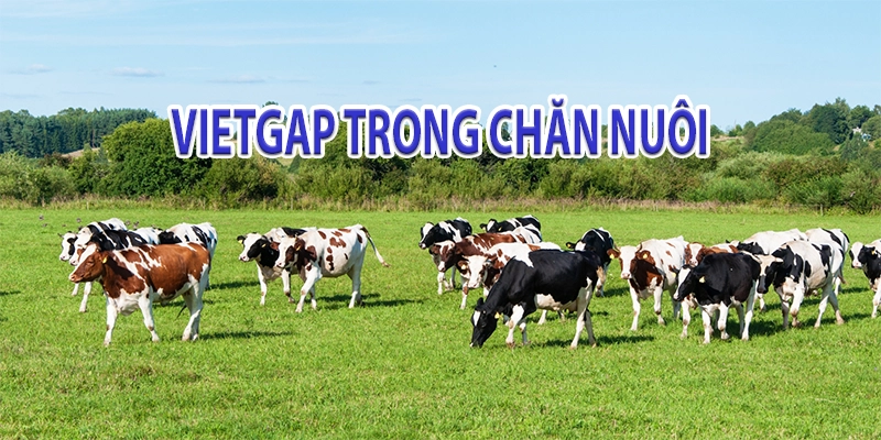 Tiêu chuẩn VietGap trong chăn nuôi